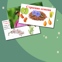 Презентация по биологии. Строение семени.