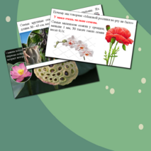 Презентация по биологии. Строение семени.