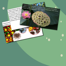 Презентация по биологии. Строение семени.