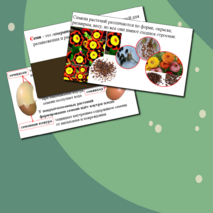 Презентация по биологии. Строение семени.