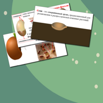 Презентация по биологии. Строение семени.