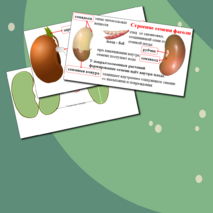 Презентация по биологии. Строение семени.