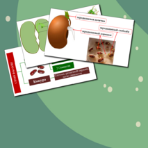 Презентация по биологии. Строение семени.