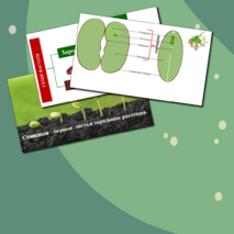 Презентация по биологии. Строение семени.