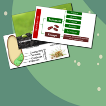 Презентация по биологии. Строение семени.