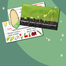 Презентация по биологии. Строение семени.