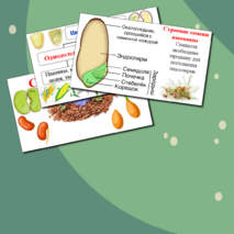 Презентация по биологии. Строение семени.