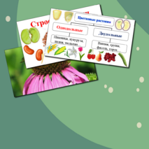 Презентация по биологии. Строение семени.