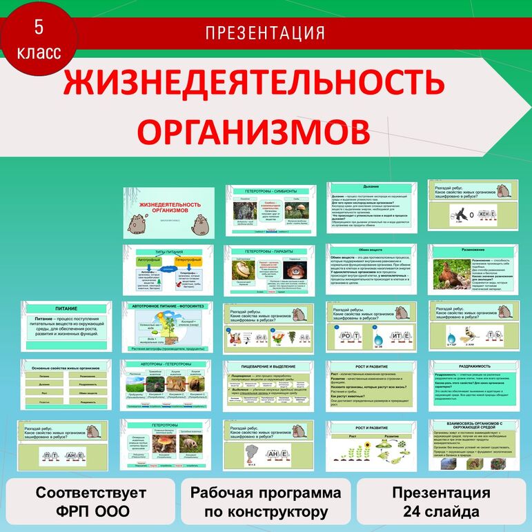 Рабочий лист биология 5 класс "Жизнедеятельность организмов"