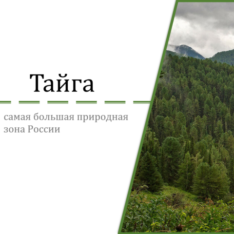 Презентация 
