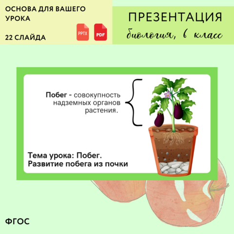 Презентация 