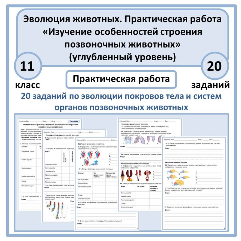 Практическая работа по биологии «Изучение особенностей строения ...