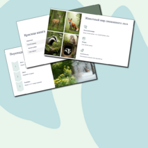 Презентация 