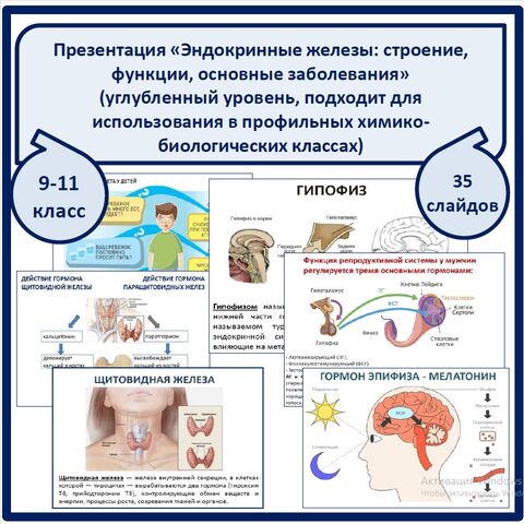 Презентация по теме 
