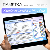 Нуклеиновые кислоты. ДНК и РНК. Памятка
