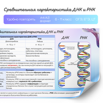 Нуклеиновые кислоты. ДНК и РНК. Памятка