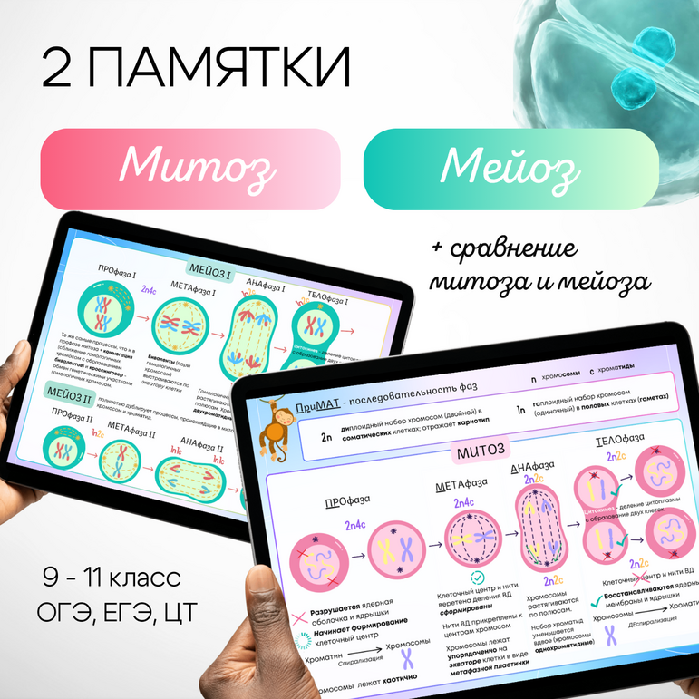 Митоз и мейоз. Деление клетки. Сравнение митоза и мейоза, биологическая роль. Памятка