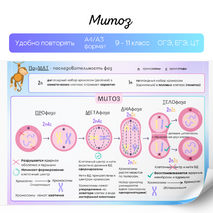 Митоз и мейоз. Деление клетки. Сравнение митоза и мейоза, биологическая роль. Памятка