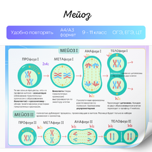 Митоз и мейоз. Деление клетки. Сравнение митоза и мейоза, биологическая роль. Памятка