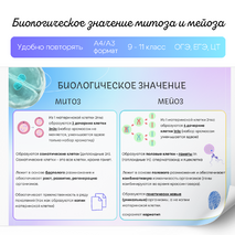 Митоз и мейоз. Деление клетки. Сравнение митоза и мейоза, биологическая роль. Памятка