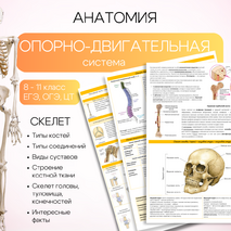 Конспект ''Опорно-двигательная система. Скелет''