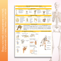 Конспект ''Опорно-двигательная система. Скелет''