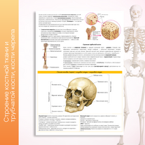 Конспект ''Опорно-двигательная система. Скелет''