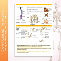 Конспект ''Опорно-двигательная система. Скелет''