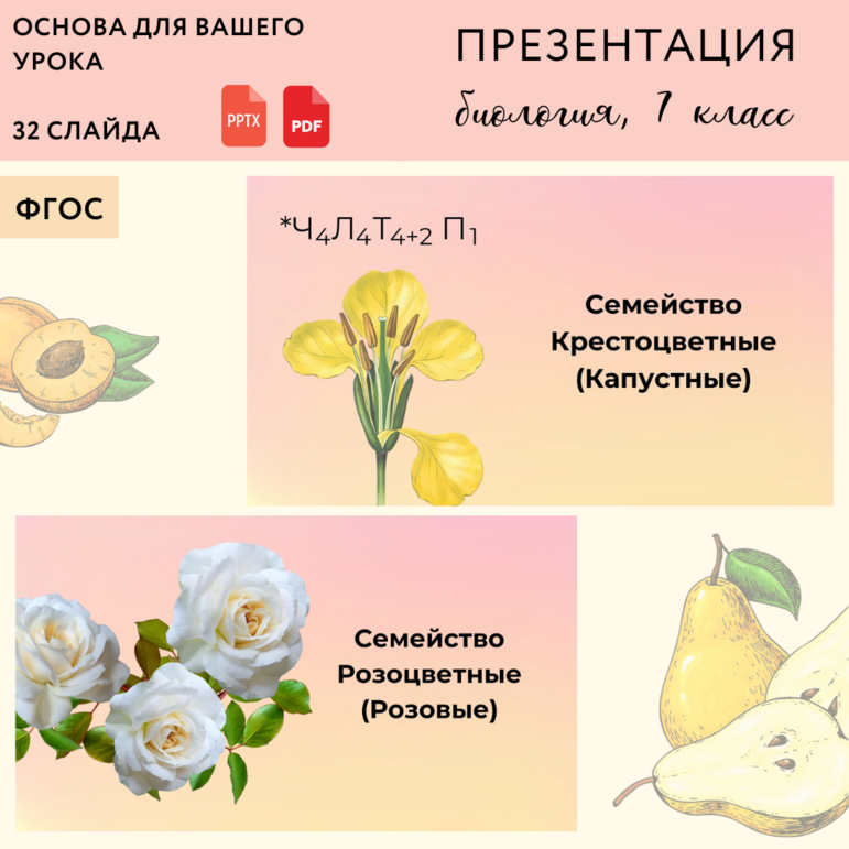Презентация "Семейства Крестоцветные и Розоцветные", урок биологии 7 ...