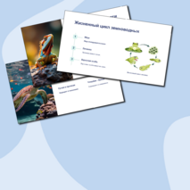 Презентация 