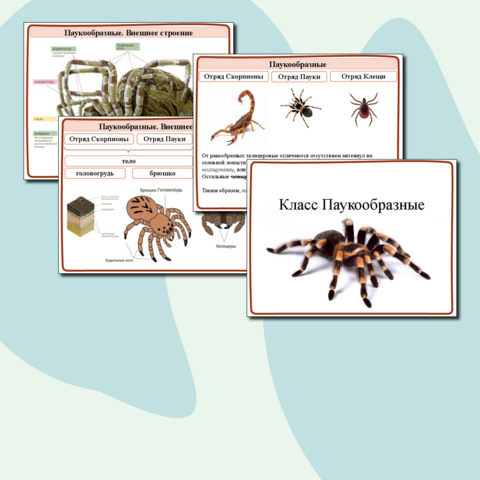Презентация по биологии на тему 