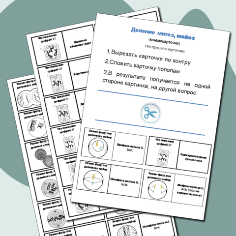 Деление митоз-мейоз (мнемокарточки)