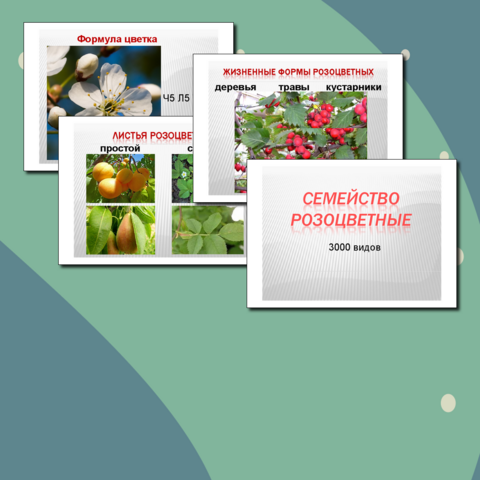 Презентация 