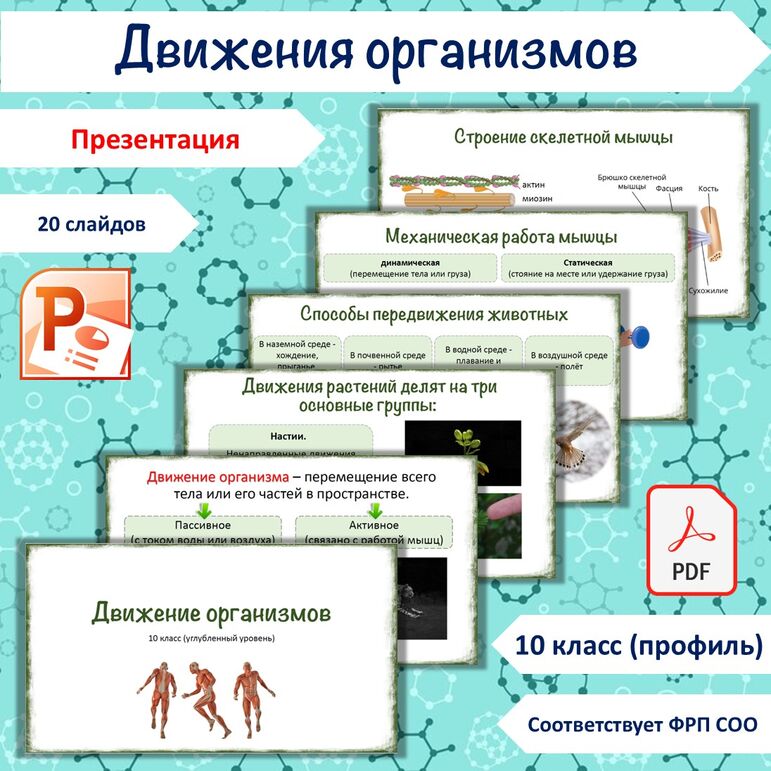 Презентация «Питание организмов», 10 класс (углубленный уровень. профиль)