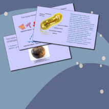 Презентация 