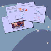 Презентация 