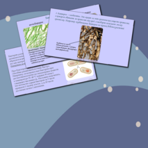 Презентация 