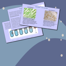 Презентация 