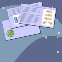 Презентация 