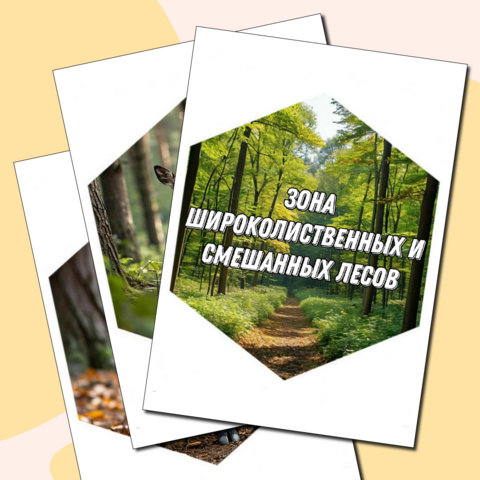 Набор гексов (соты) Животные природной зоны России - Широколиственные и смешанные леса