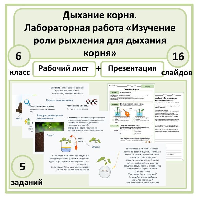 Комплект по биологии (презентация + рабочий лист) "Дыхание корня ...