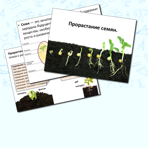 Презентация по теме: «Прорастание семян» + Практическая работа № 3 «Определение всхожести семян культурных растений и посев их в грунт». «Определение условий прорастания семян»