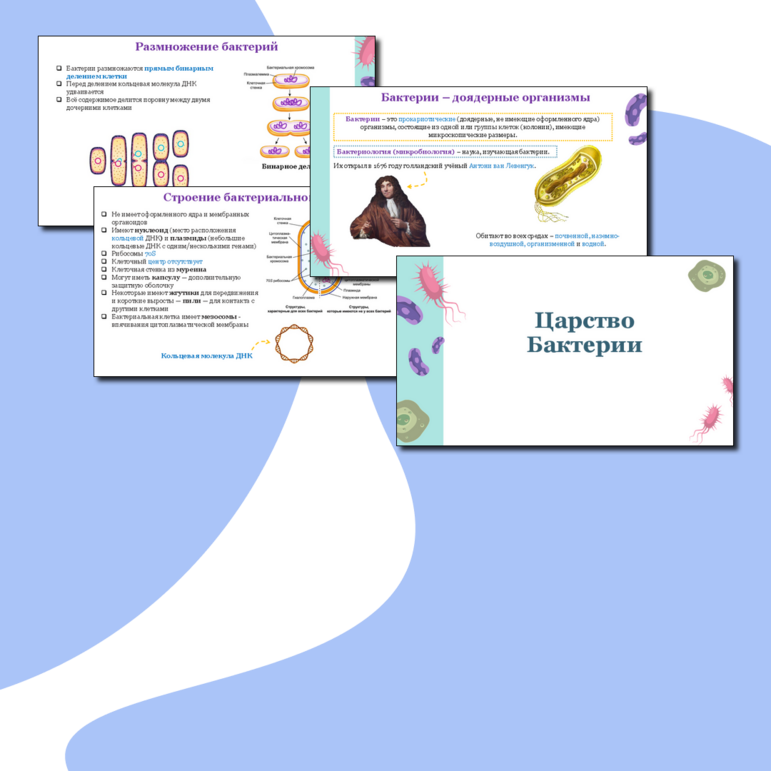 Презентация по биологии "Царство Бактерии" 7 класс