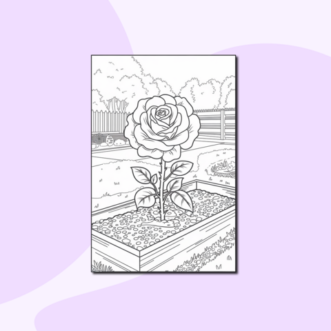 Красивая роза на грядке – красивая раскраска для творчества