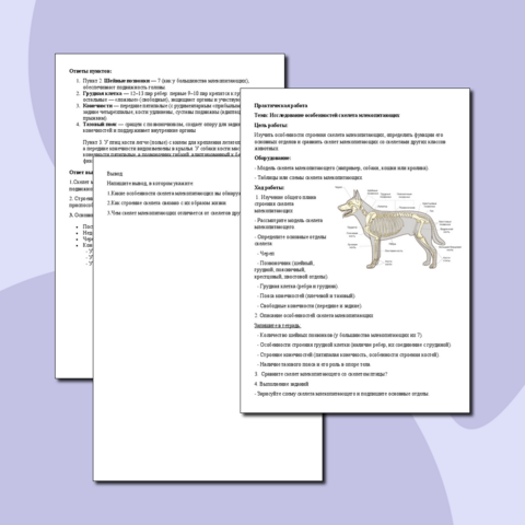 Практическая работа 