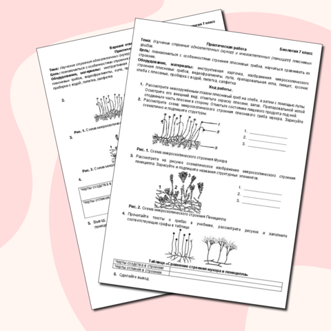 Практическая работа Изучение строения одноклеточных (мукор) и многоклеточных (пеницилл) плесневых грибов, биология 7 класс ФГОС