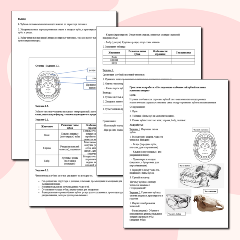 Практическая работа 