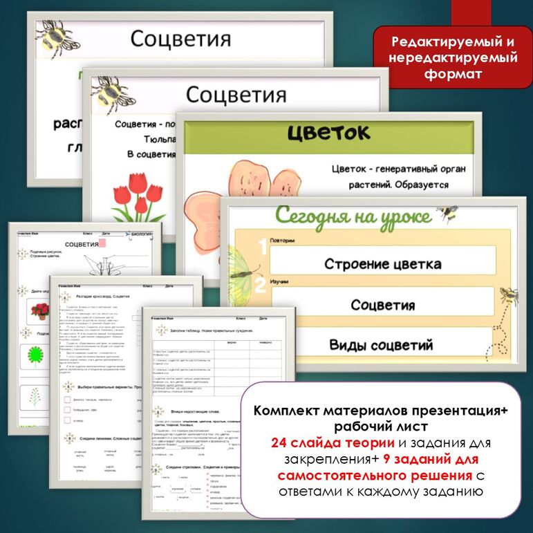 Комплект материалов по биологии Презентация + Рабочий лист "Соцветия"