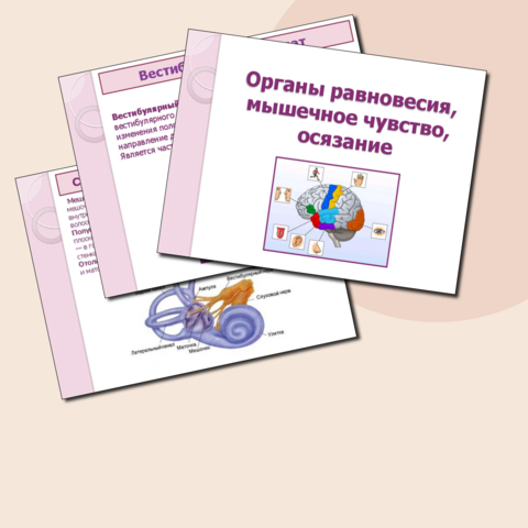 Презентация 