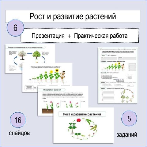 Презентация по теме: «Рост и развитие растений» + Практическая работа № 4 «Наблюдение за ростом и развитием цветкового растения в комнатных условиях (на примере фасоли или посевного гороха)».